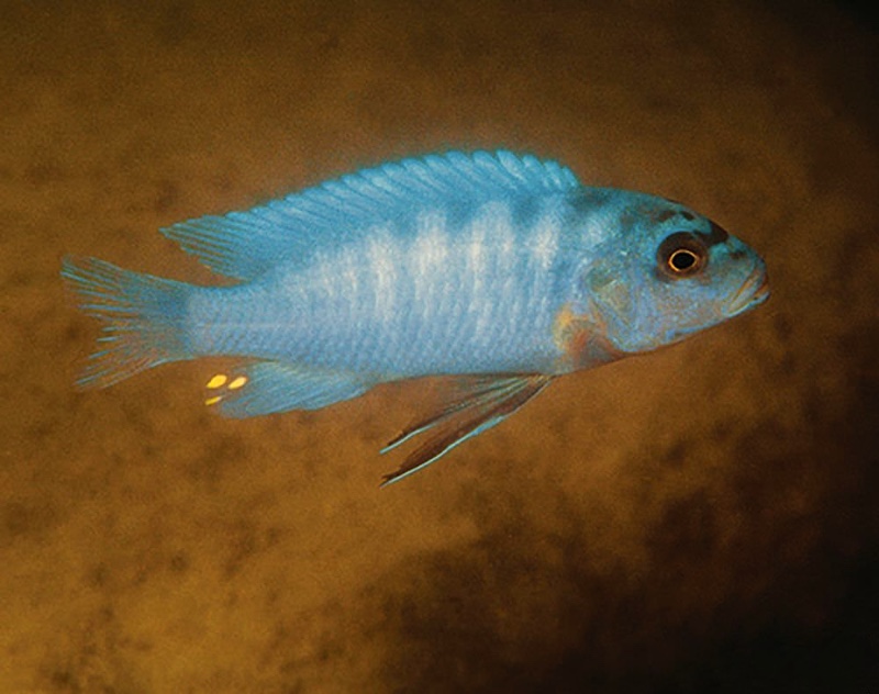 Maylandia benetos 'Kanchedza Island'